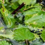 Beginner Gardening: How to Feed Your Plants Naturally and Easily?