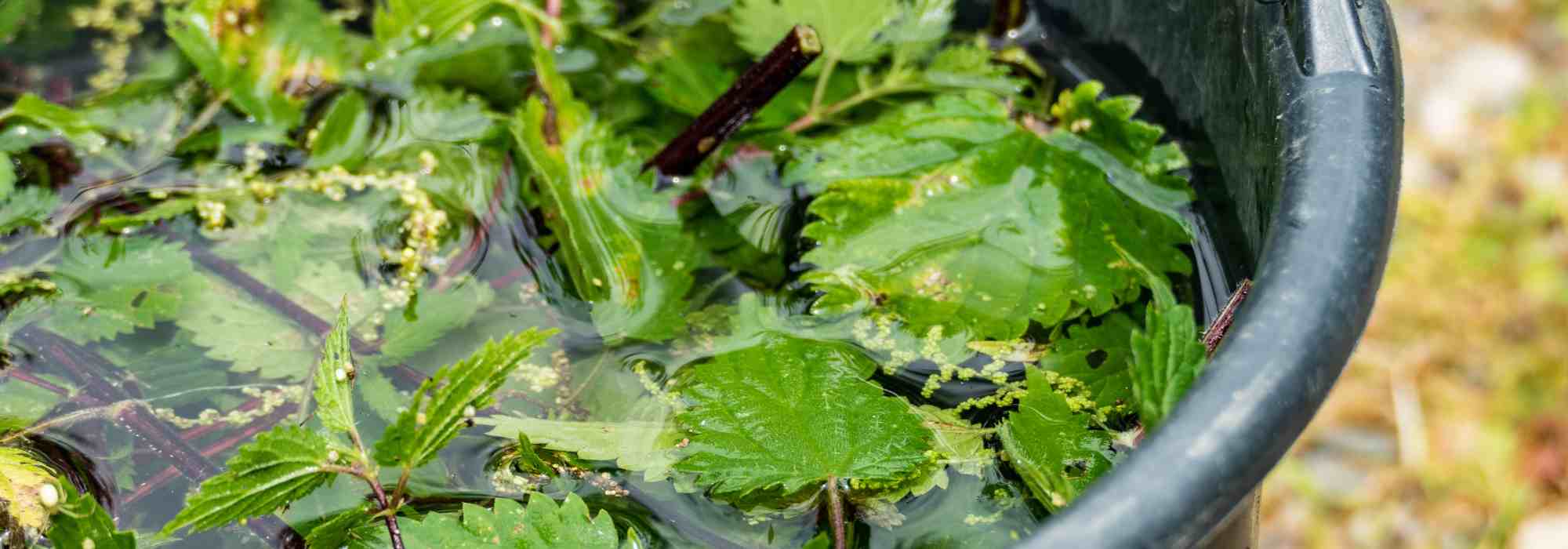 Gardening for beginners: how to feed your plants naturally and easily?