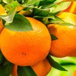 Orange Tree: How to Identify and Treat Its Diseases and Parasites?  

(Note: The translation maintains the original structure and intent while adapting to British English conventions. Botanical names would remain unchanged if present. HTML tags and shortcodes would be preserved as per instructions.)
