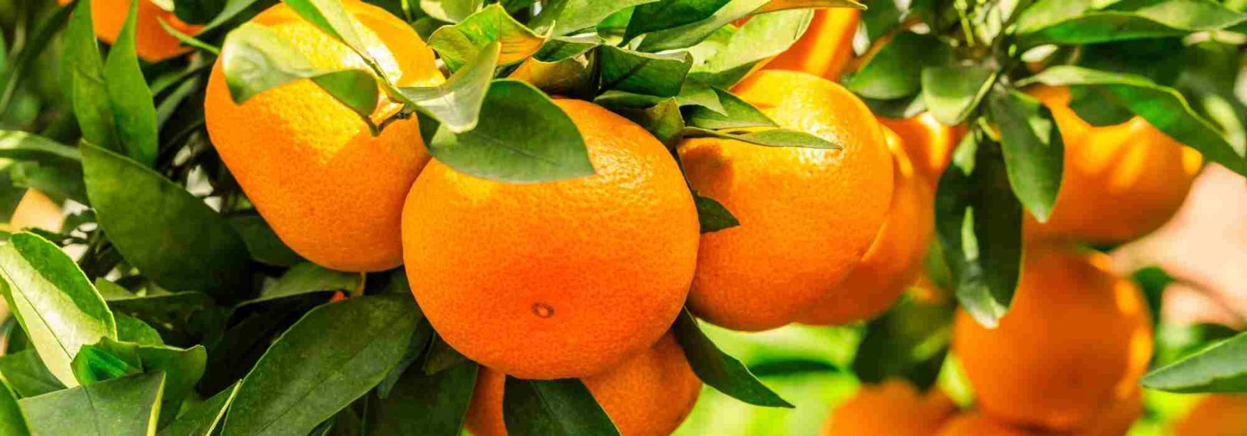 Orange Tree: How to Identify and Treat Its Diseases and Parasitic Pests?