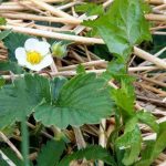 Which mulch to choose for strawberry plants?