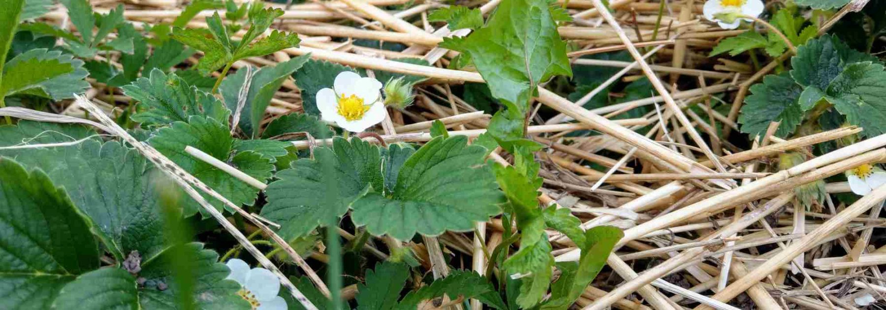 Which mulch to choose for strawberry plants?