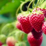 Small fruits to grow in pots
