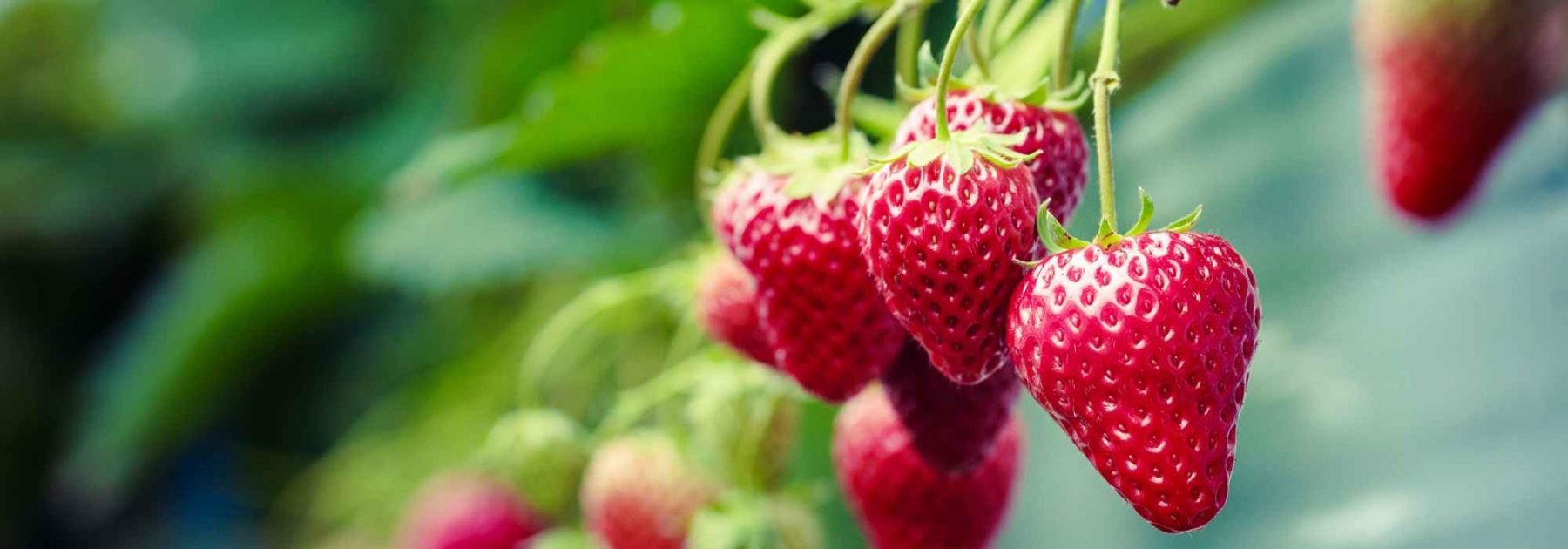Small fruits to grow in pots