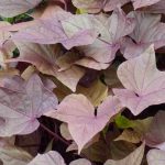 The Best Annuals with Decorative Foliage to Enhance Your Garden or Balcony