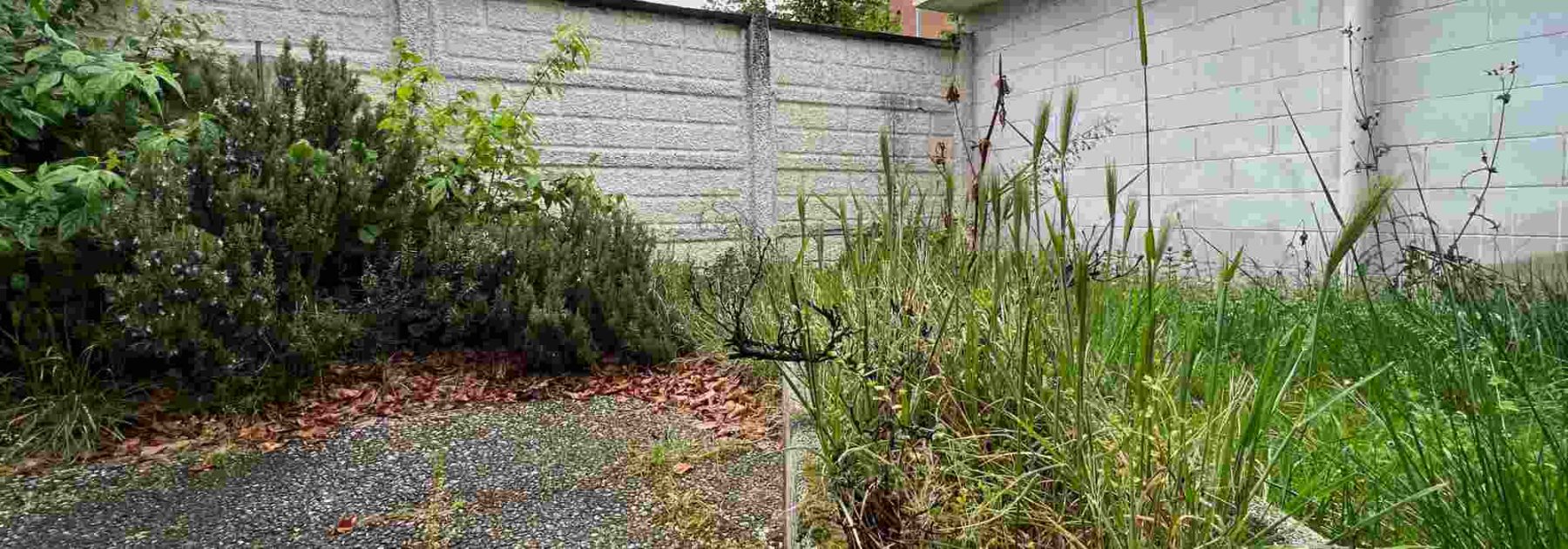 How to Revive an Overgrown Garden, Step by Step