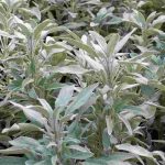 Common Sage: A Plant to Grow for Its Health Benefits