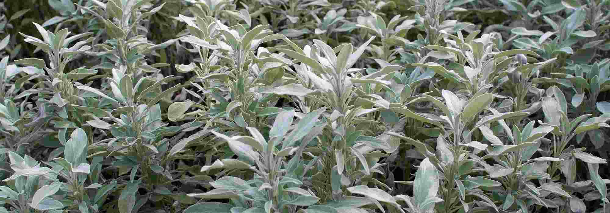 Common Sage: A Plant to Grow for Its Health Benefits