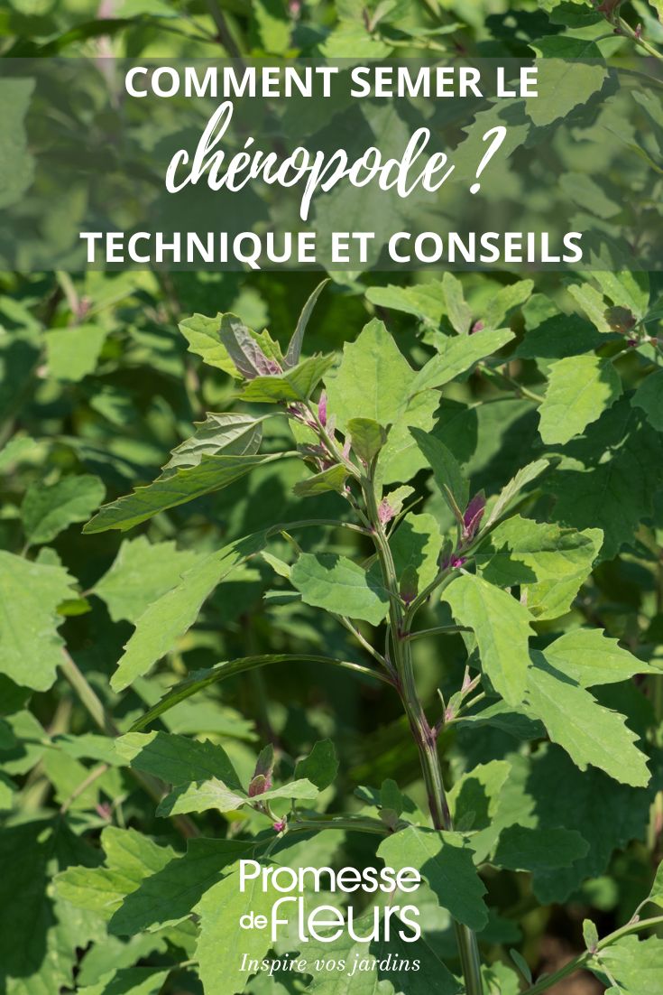 How to sow Good King Henry?