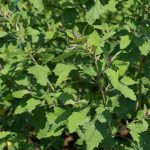 How to sow Good King Henry?