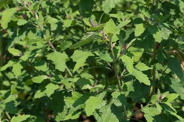 How to sow Good King Henry?