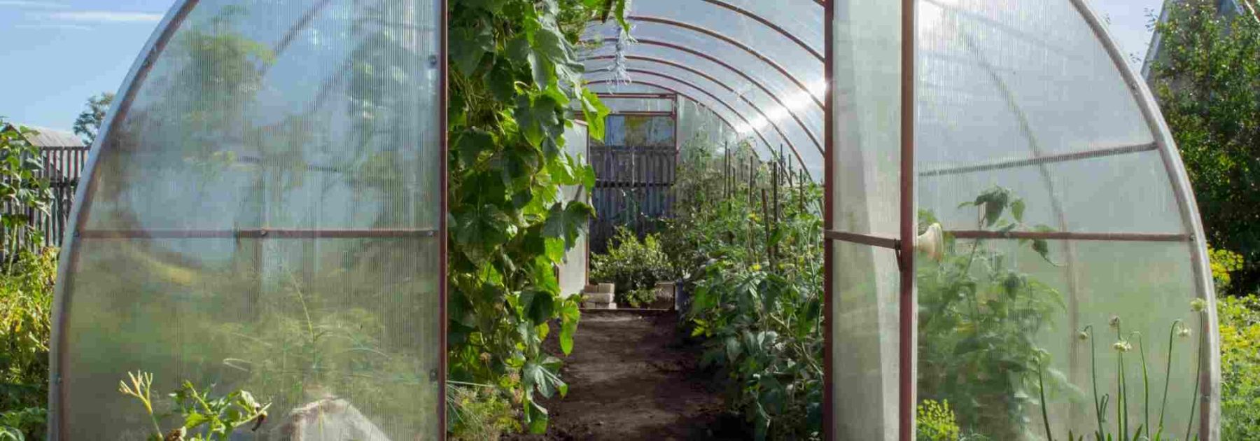 What are the best fruits and vegetables to grow in a greenhouse according to the seasons?