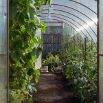Greenhouse gardening: the most common mistakes