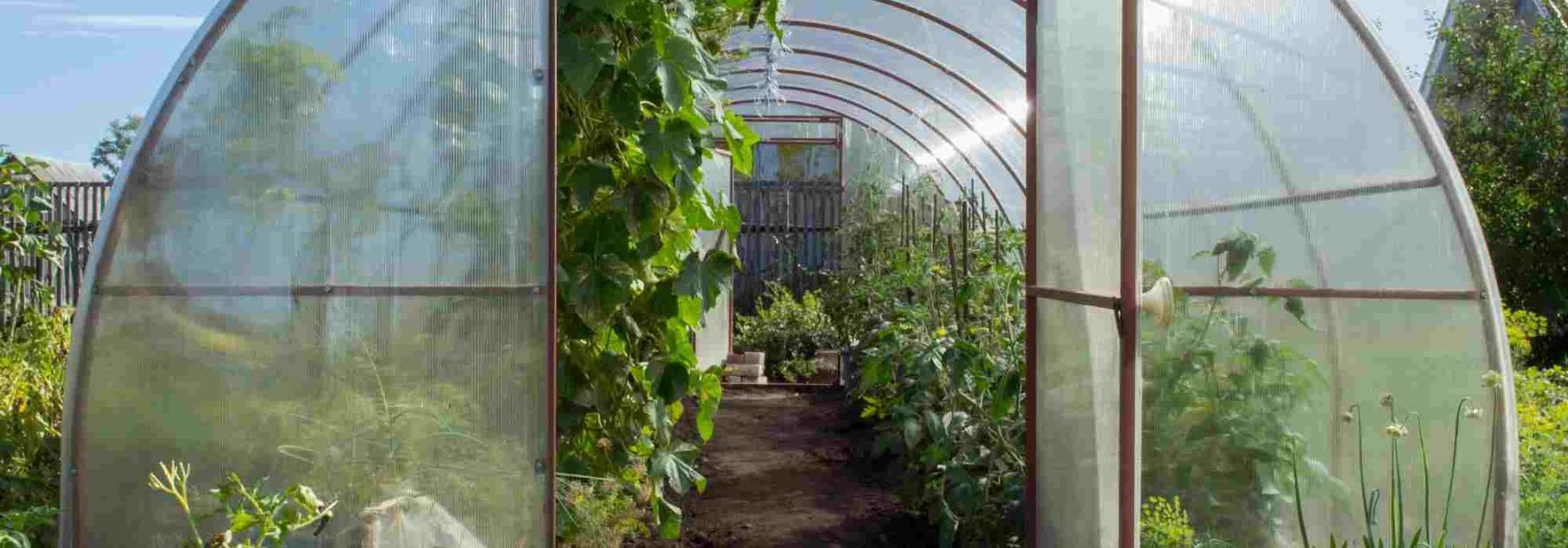 Greenhouse gardening: the most common mistakes