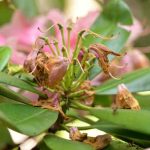 How to prune a rhododendron?