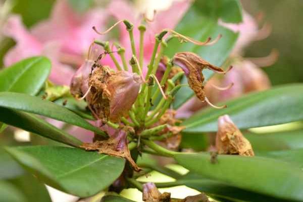 How to prune a rhododendron?