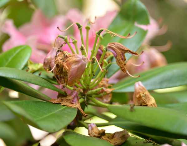 How to prune a rhododendron?