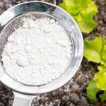 How to use diatomaceous earth in the garden?