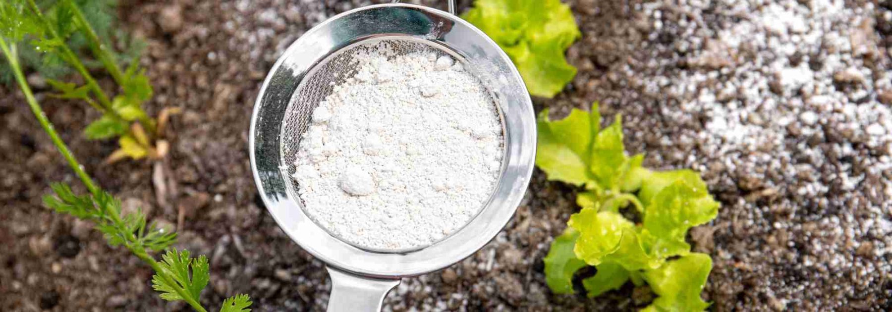 How to use diatomaceous earth in the garden?