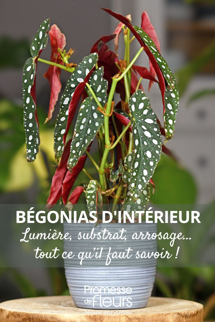 Indoor Begonias, Care Throughout the Seasons a potted Begonia maculata