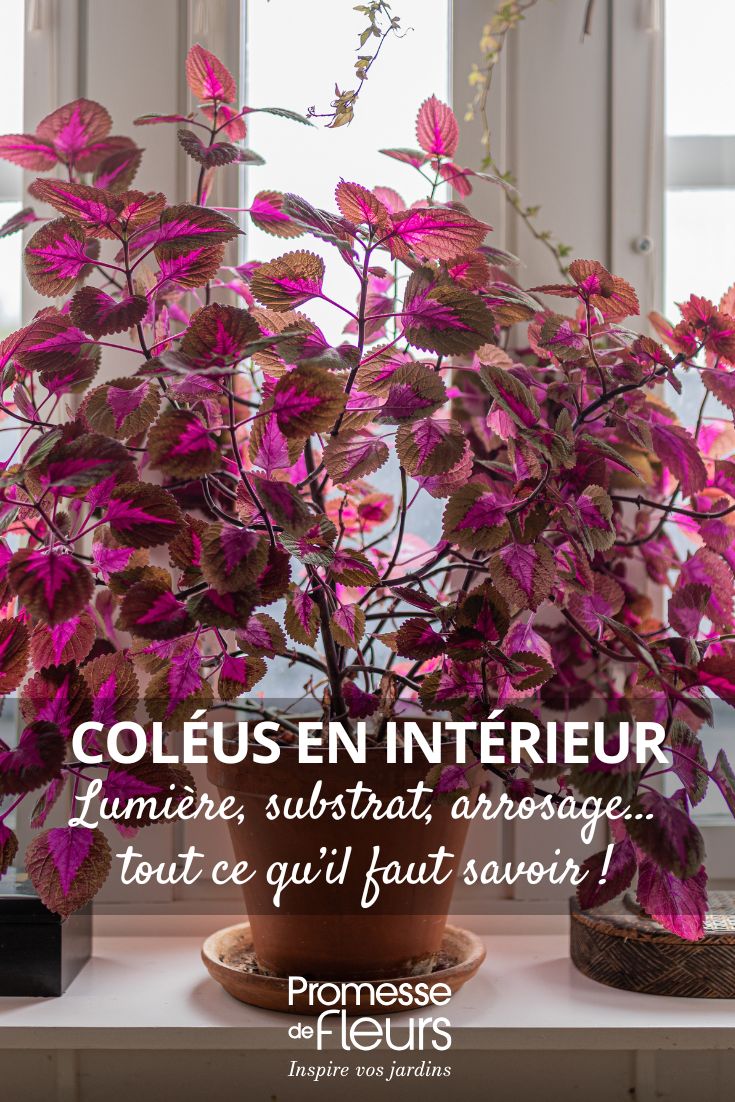 Indoor Coleus Care Through the Seasons growing coleus indoors