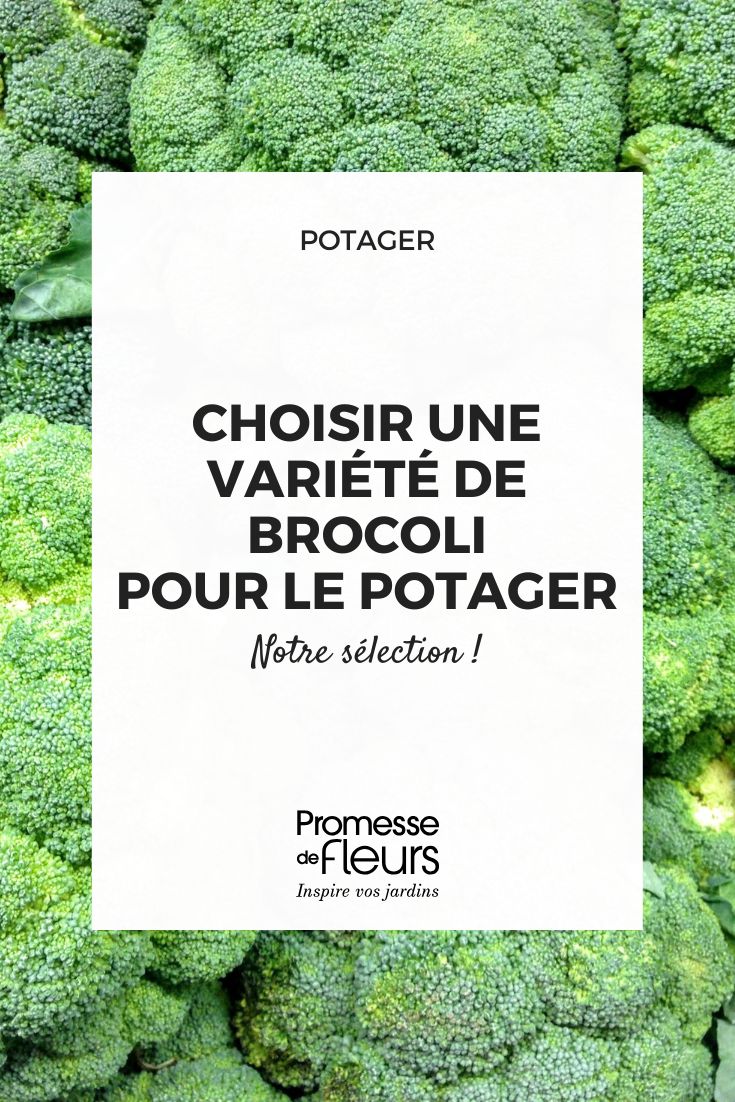 How to choose the best broccoli variety for the vegetable garden (1) choosing a broccoli