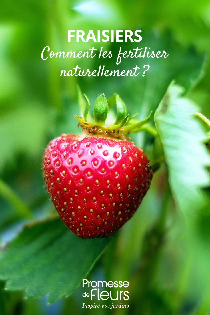 How to fertilise strawberry plants naturally Enriching and fertilising young strawberry plants