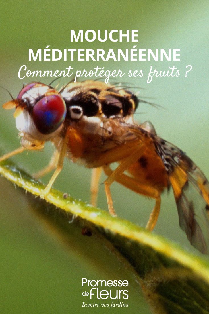How to combat the Mediterranean fruit fly Mediterranean fruit fly