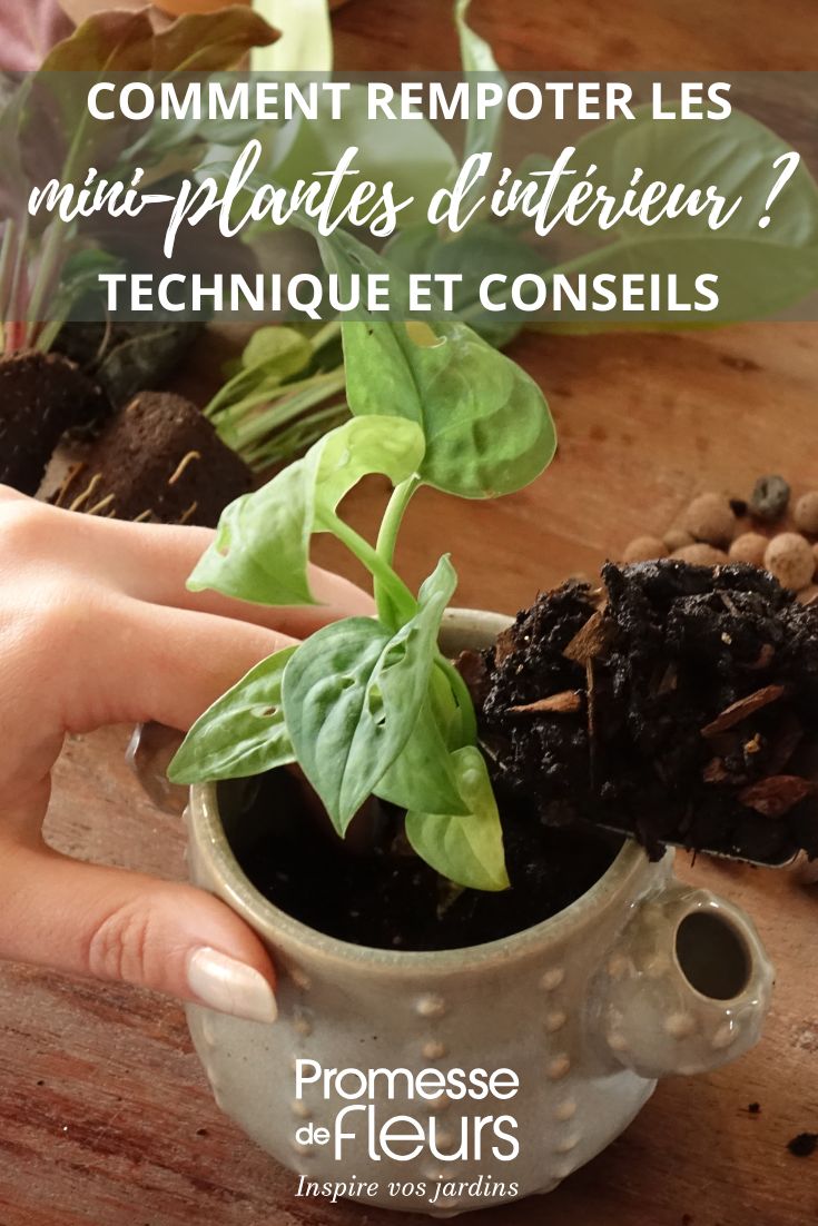 plug plants: how to pot them on