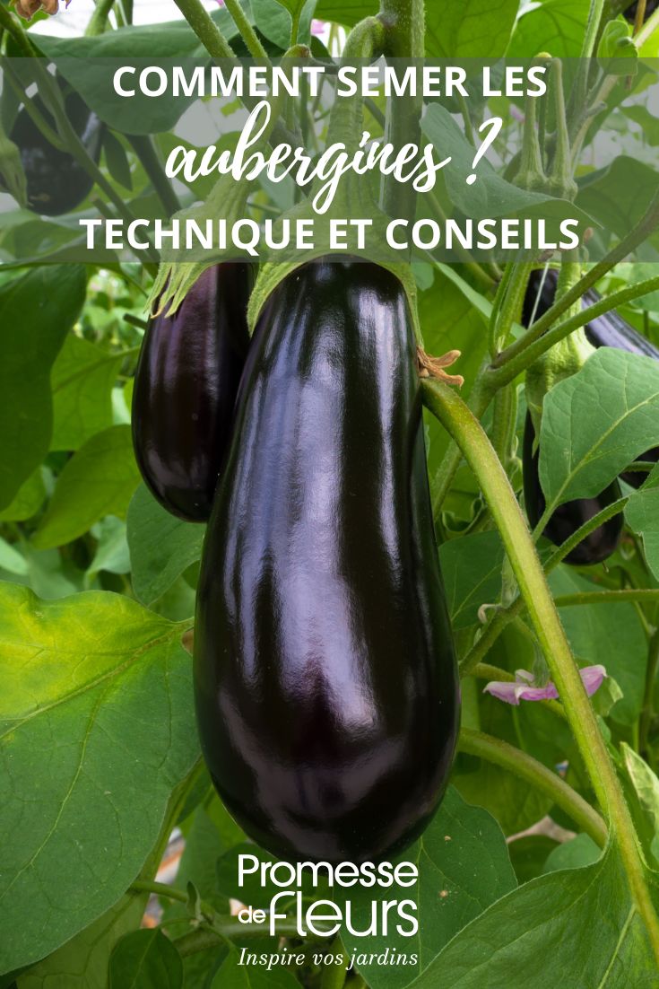sowing aubergines