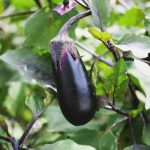 How to succeed with your aubergine sowing?