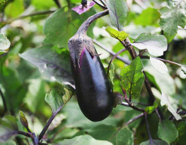 How to successfully grow aubergine seedlings?