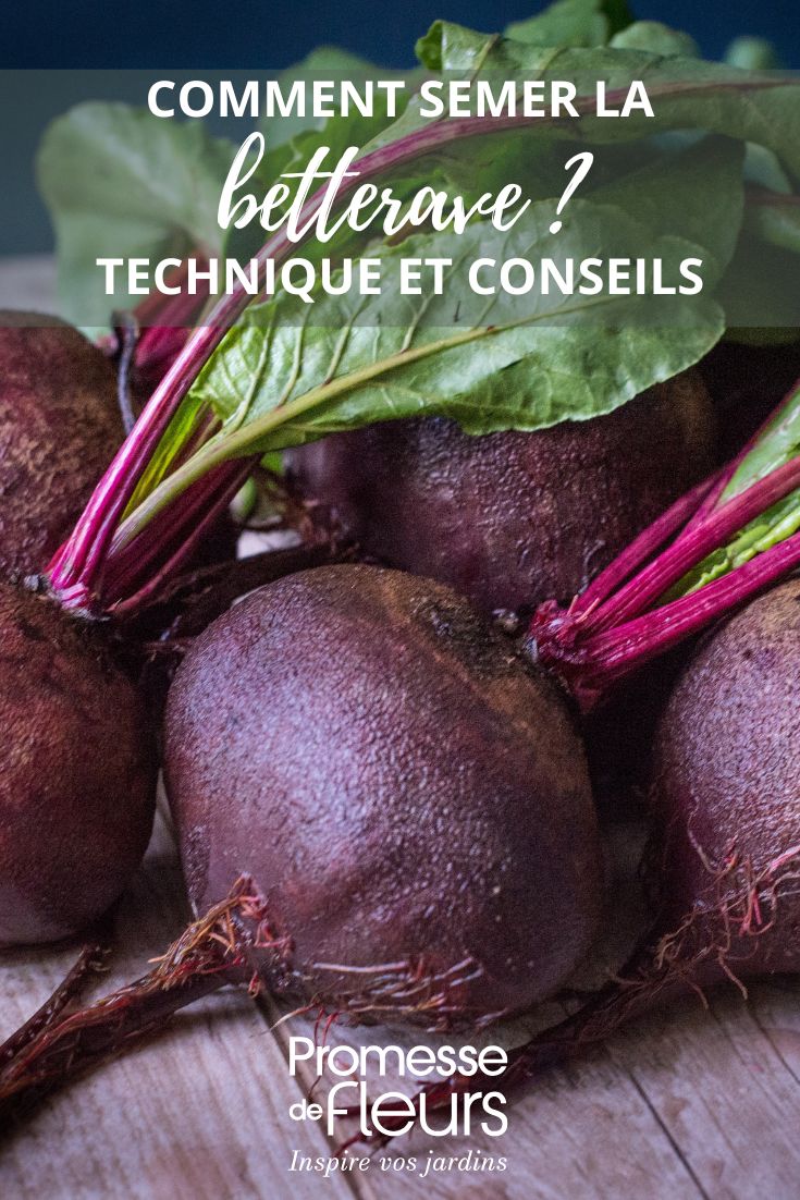 sowing technique for beetroot in the vegetable garden