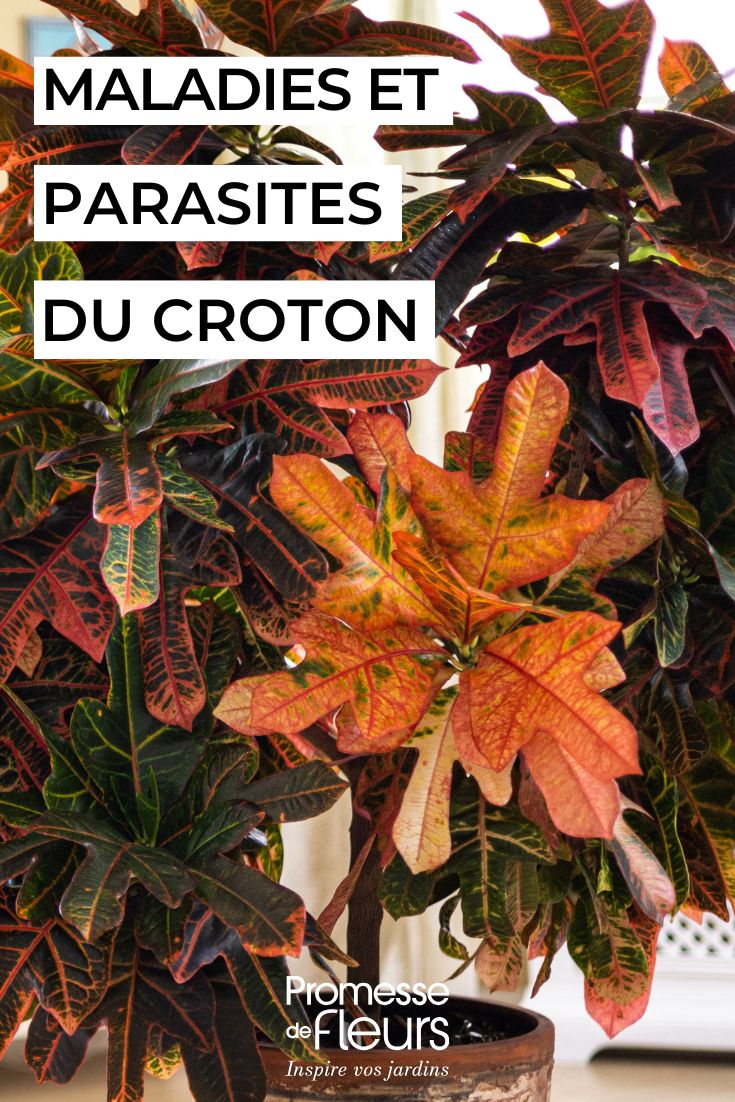 Croton as a Houseplant: parasitic Pests, Diseases and Common Problems caring for a potted croton