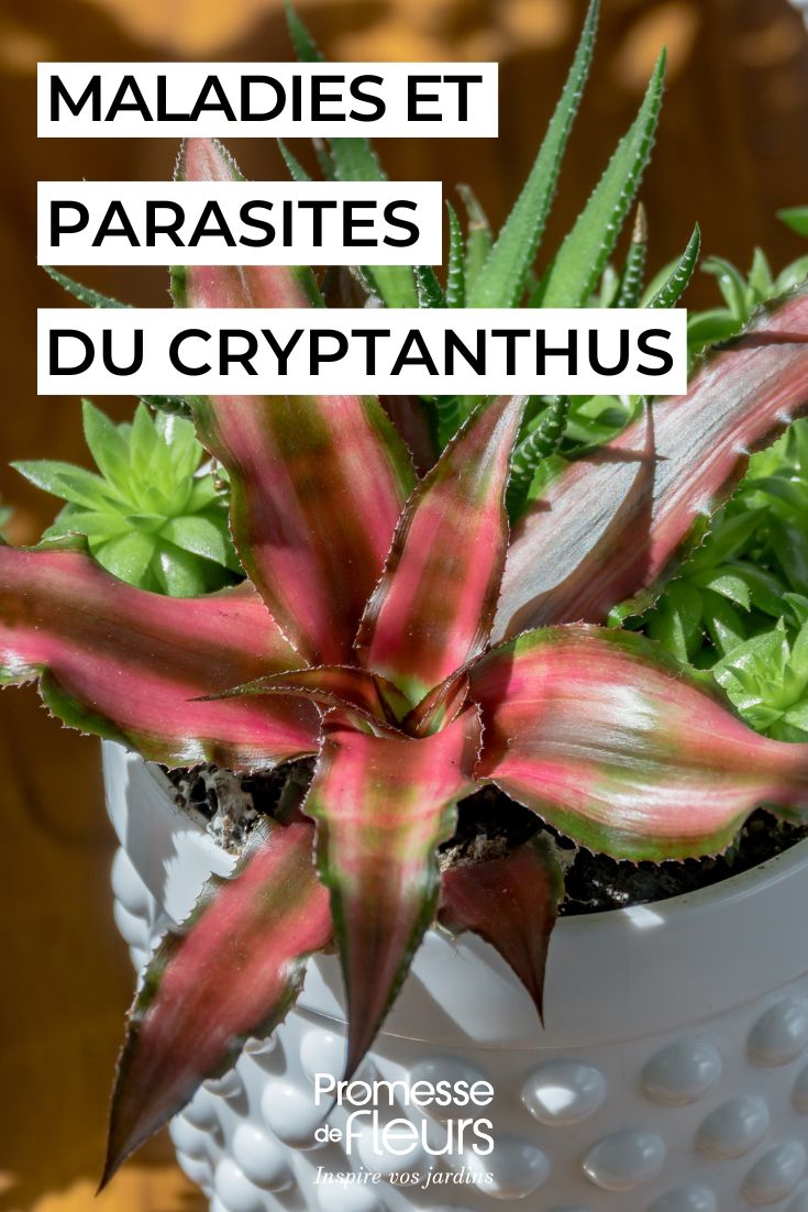 caring for CRYPTANTHUS