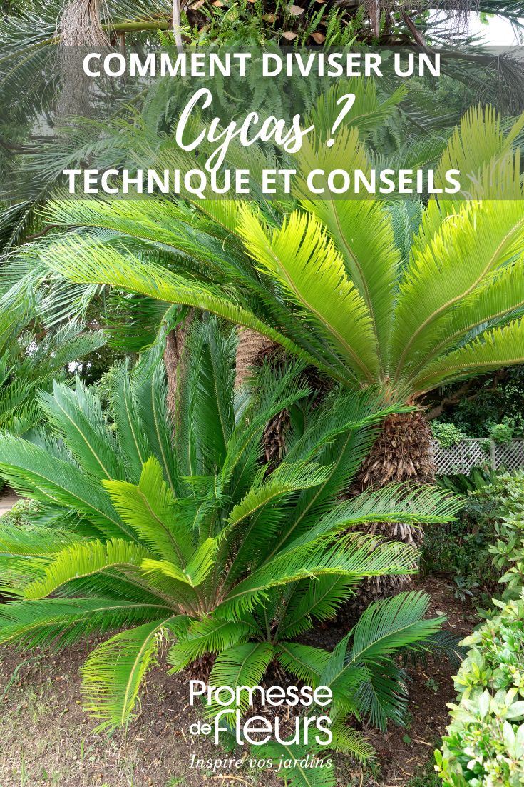 multiplying and dividing a cycad