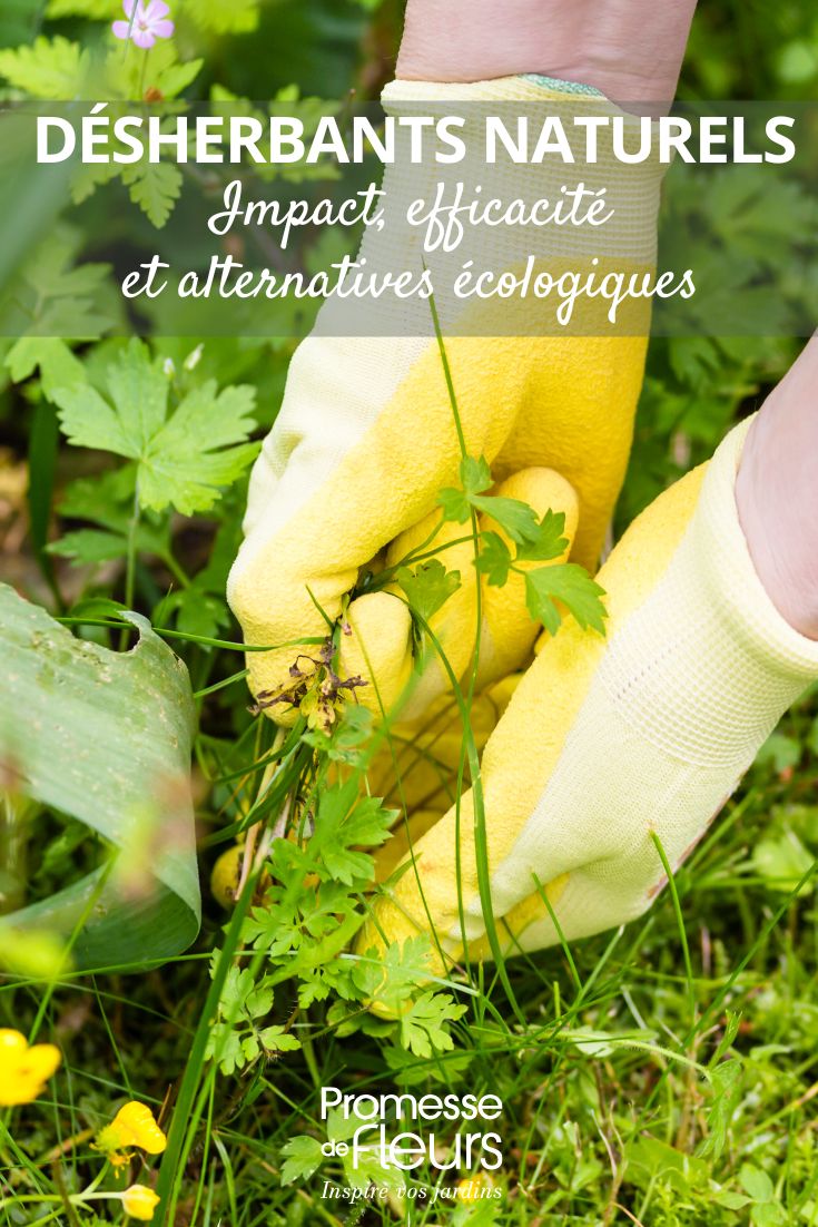 Natural Weedkillers: Impact, Effectiveness and Eco-Friendly Alternatives (2) Natural" weedkillers: what do they really contain?
