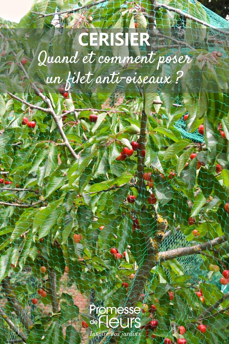 Bird netting on a cherry tree – when and how to install it protect the cherry tree from birds with a filament