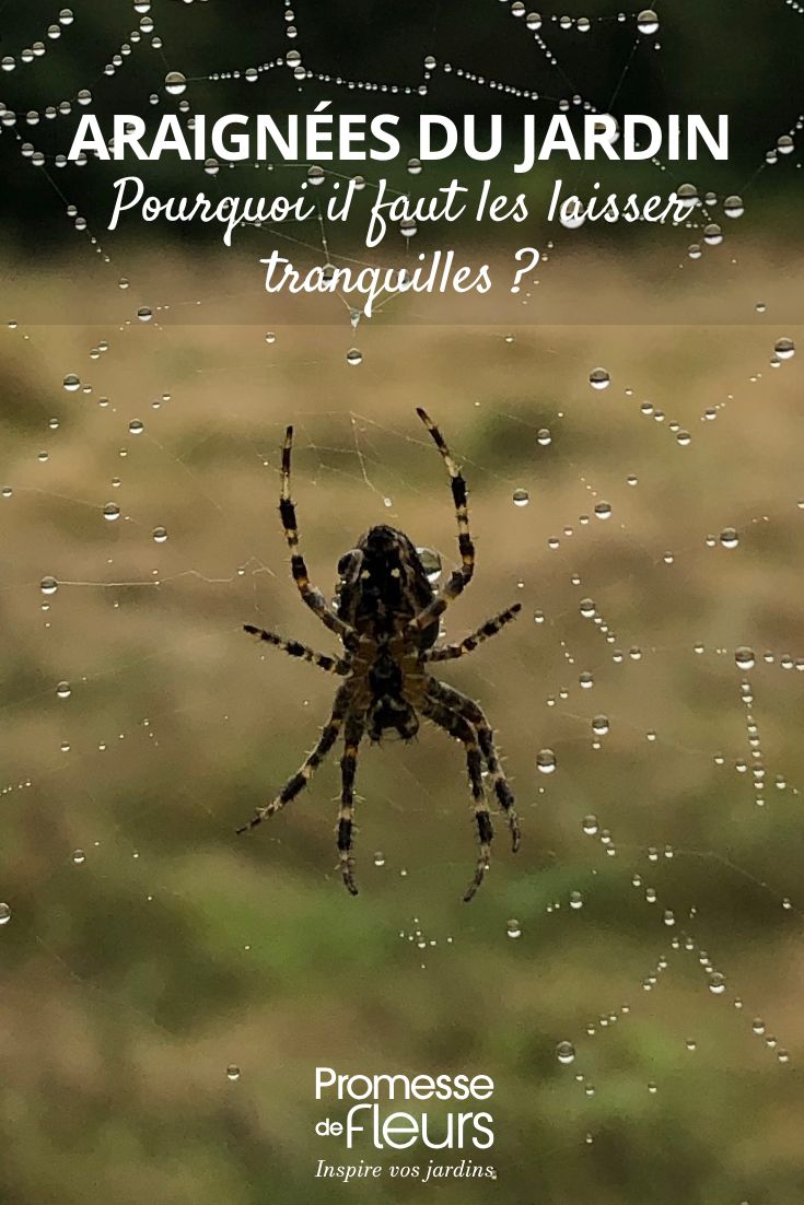 garden spider