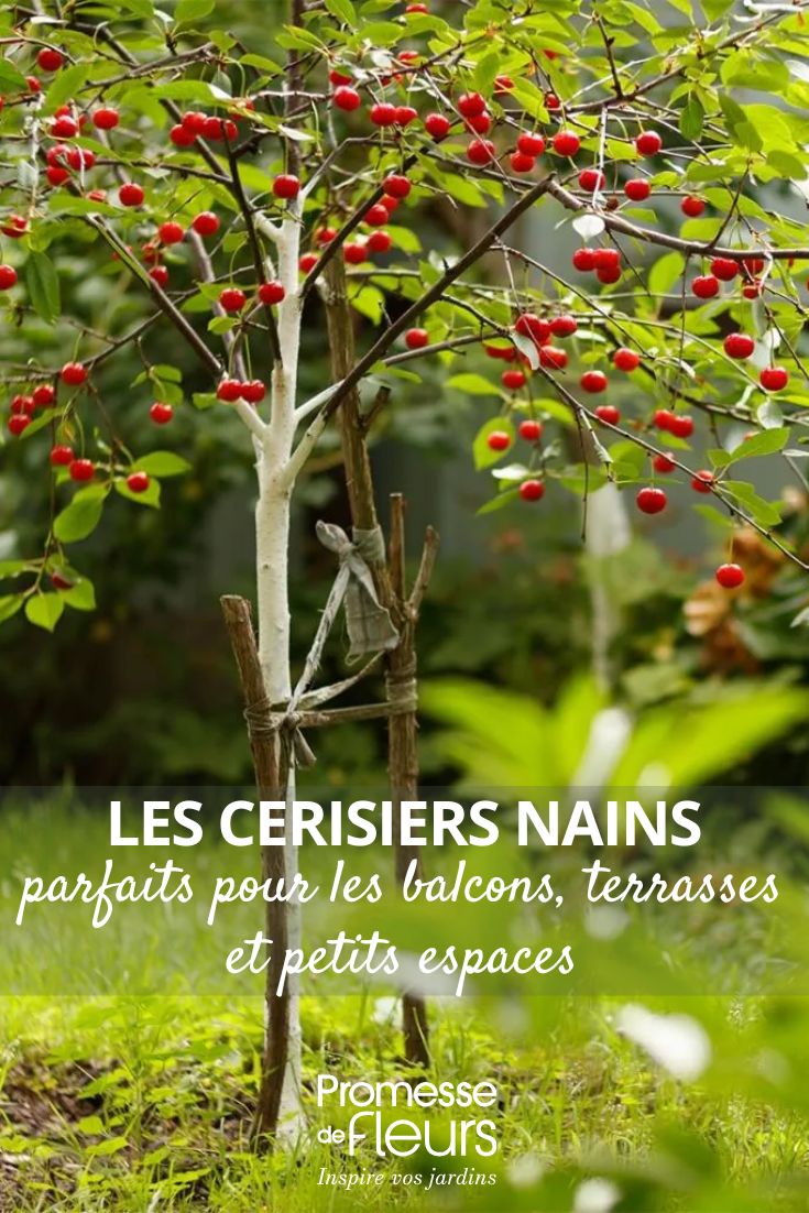 Dwarf cherry tree Fruit Me Cherry Me Burlat