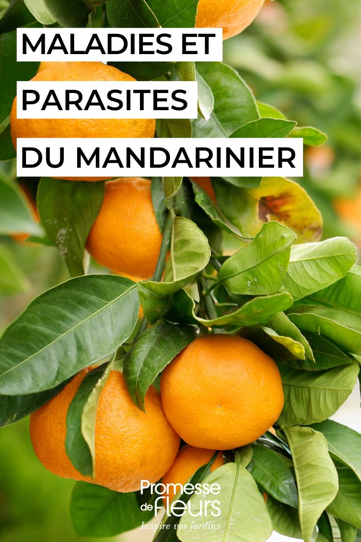 The most common diseases and parasitic pests of mandarin trees caring for the MANDARIN ORANGE TREE