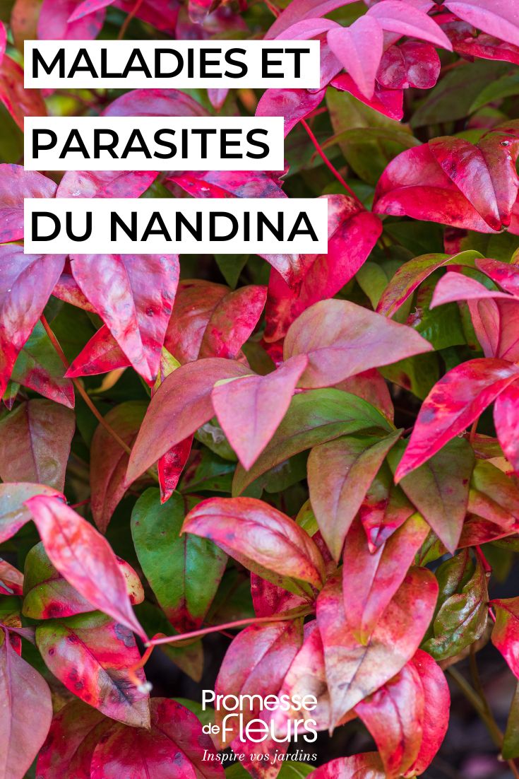 Diseases and parasitic pests of Nandina caring for nandina