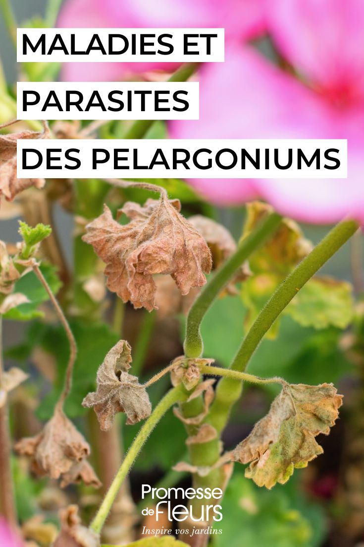caring for PELARGONIUMs