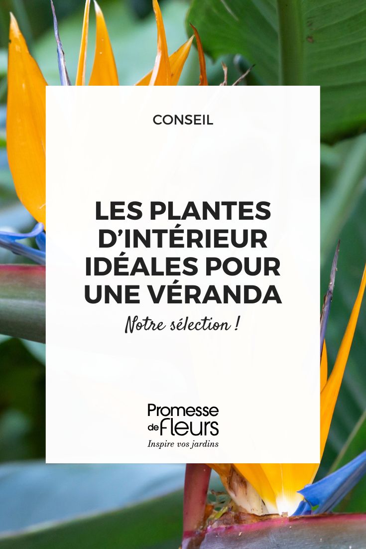 The ideal indoor plants for a conservatory (1) flowers of strelitzia