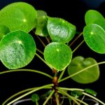 # Pilea: Growing and Care  

## Introduction  
The **Pilea**, also known as the **Chinese Money Plant** or **Pancake Plant**, is a trendy and easy-to-grow houseplant appreciated for its decorative round leaves. Native to southern China, this plant adds a modern touch to any interior.  

## Planting and Repotting  
- **When to repot?** Preferably in spring, every 2-3 years or when roots emerge from the pot.  
- **Soil:** Use a well-draining potting mix (houseplant compost with perlite or sand).  
- **Pot:** Choose a container with drainage holes to prevent waterlogging.  

## Light and Temperature  
- **Light:** Bright, indirect light (avoid direct sun, which can scorch leaves).  
- **Temperature:** 18–24°C (avoid drafts and temperatures below 10°C).  

## Watering and Humidity  
- **Watering:** Keep soil lightly moist—water when the top 2 cm feels dry. Reduce in winter.  
- **Humidity:** Prefers moderate humidity. Mist leaves occasionally or place on a pebble tray.  

## Fertilising  
- **When?** From spring to autumn, every 4 weeks.  
- **What?** Diluted liquid fertiliser for green plants.  

## Pruning and Maintenance  
- **Pruning:** Trim leggy stems to encourage bushiness. Remove yellowing leaves.  
- **Cleaning:** Wipe leaves with a damp cloth to remove dust.  

## Propagation  
Easily propagated by separating **offsets** (baby plants) from the mother plant. Plant in moist soil and keep warm until rooted.  

## Common Issues  
- **Drooping leaves:** Over- or underwatering. Adjust watering routine.  
- **Yellow leaves:** Often due to excess water or poor drainage.  
- **Pests:** Watch for spider mites or aphids—treat with insecticidal soap.  

## Toxicity  
Non-toxic to pets and humans, making it a safe choice for homes.  

## Conclusion  
With minimal care, the **Pilea** thrives and even produces charming offsets to share. A perfect plant for beginners and plant lovers alike!  

---  
*Note: Botanical names (e.g., *Pilea peperomioides*) remain unchanged in translation.*