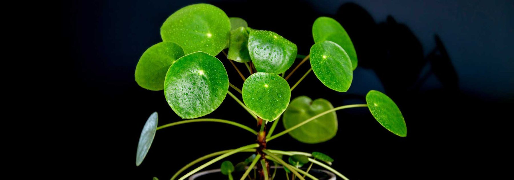 # Pilea: Growing and Care
## Introduction
The **Pilea**, also known as the **Chinese Money Plant** or **Pancake Plant**, is a trendy and easy-to-grow houseplant appreciated for its decorative round leaves. Native to southern China, this plant adds a modern touch to any interior.
## Planting and Repotting
- **When to repot?** Preferably in spring, every 2-3 years or when roots emerge from the pot.
- **Soil:** Use a well-draining potting mix (houseplant compost with perlite or sand).
- **Pot:** Choose a container with drainage holes to prevent waterlogging.
## Light and Temperature
- **Light:** Bright, indirect light (avoid direct sun, which can scorch leaves).
- **Temperature:** 18–24°C (avoid drafts and temperatures below 10°C).
## Watering and Humidity
- **Watering:** Keep soil lightly moist—water when the top 2 cm feels dry. Reduce in winter.
- **Humidity:** Prefers moderate humidity. Mist leaves occasionally or place on a pebble tray.
## Fertilising
- **When?** From spring to autumn, every 4 weeks.
- **What?** Diluted liquid fertiliser for green plants.
## Pruning and Maintenance
- **Pruning:** Trim leggy stems to encourage bushiness. Remove yellowing leaves.
- **Cleaning:** Wipe leaves with a damp cloth to remove dust.
## Propagation
Easily propagated by separating **offsets** (baby plants) from the mother plant. Plant in moist soil and keep warm until rooted.
## Common Issues
- **Drooping leaves:** Over- or underwatering. Adjust watering routine.
- **Yellow leaves:** Often due to excess water or poor drainage.
- **Pests:** Watch for spider mites or aphids—treat with insecticidal soap.
## Toxicity
Non-toxic to pets and humans, making it a safe choice for homes.
## Conclusion
With minimal care, the **Pilea** thrives and even produces charming offsets to share. A perfect plant for beginners and plant lovers alike!
---
*Note: Botanical names (e.g., *Pilea peperomioides*) remain unchanged in translation.*