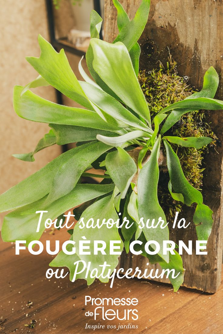 Platycerium (Staghorn Fern) Platycerium, Staghorn Fern: Cultivation and Care