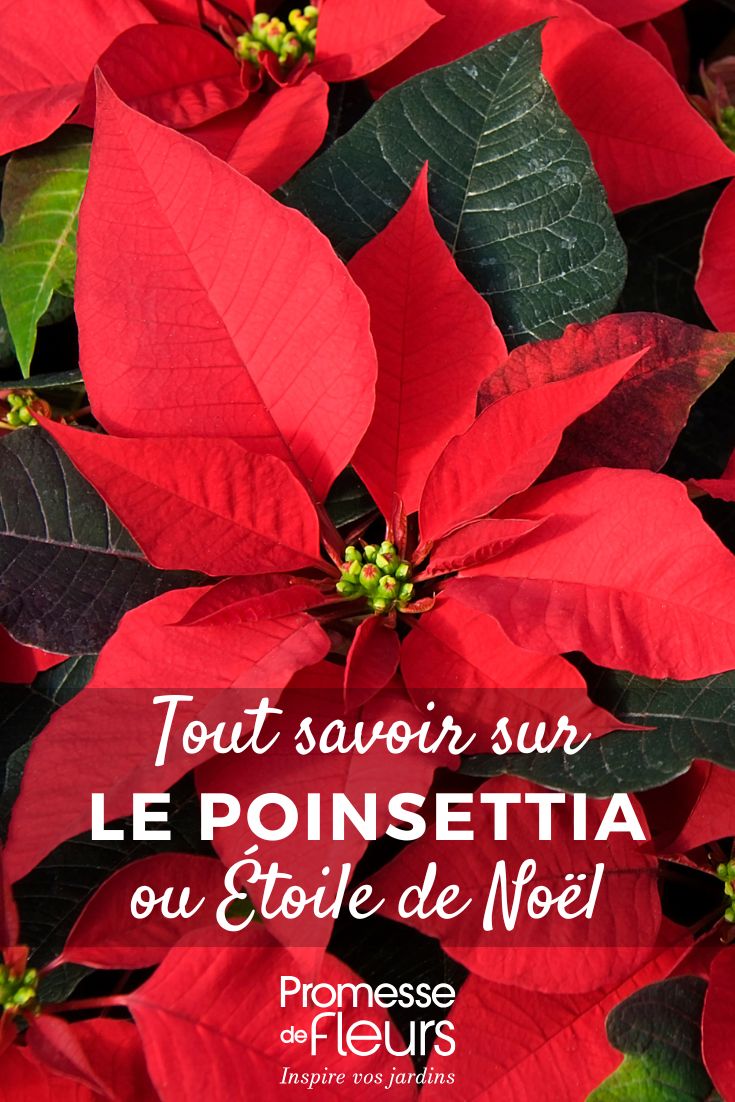 Christmas Star - Poinsettia: Growing and Care Poinsettia