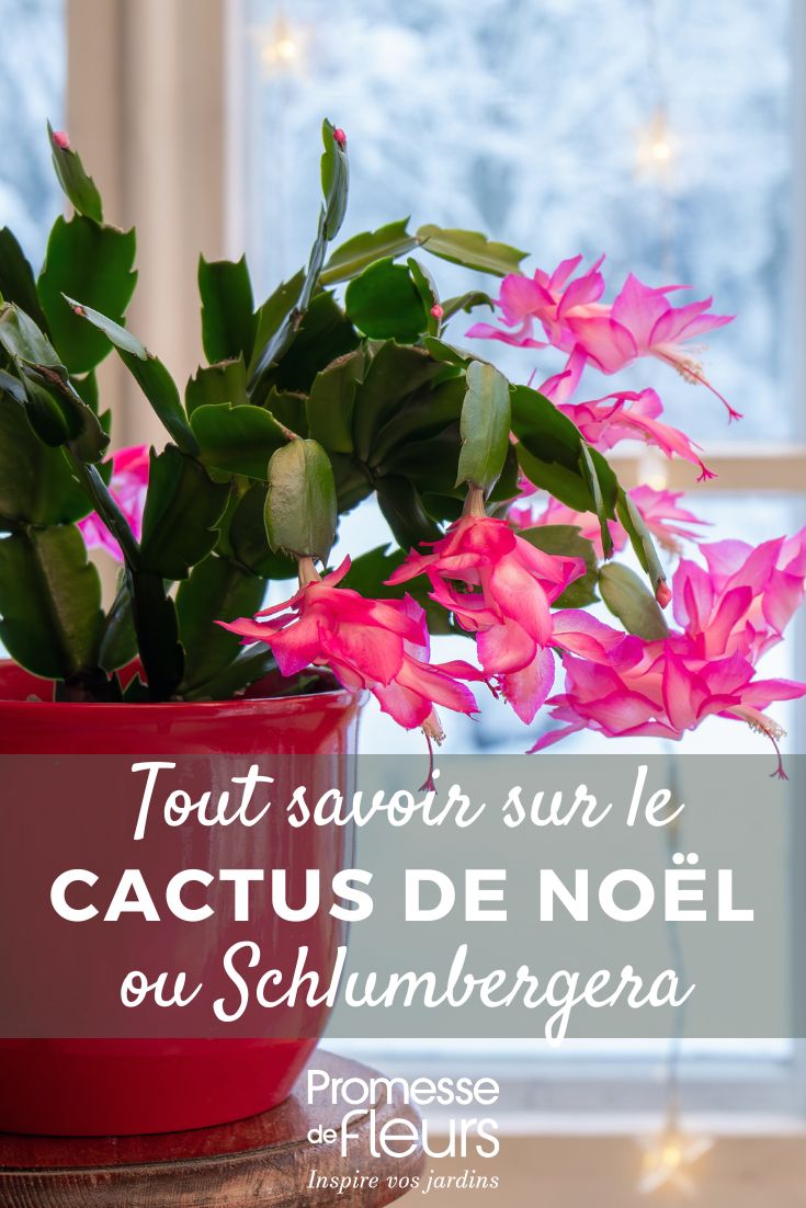 Christmas cactus, *Schlumbergera*: culture and maintenance for a stunning flowering in winter Christmas Cactus