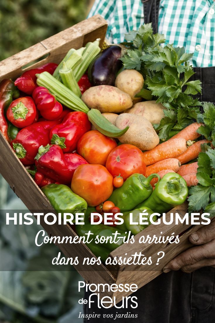 Where Do Our Favourite Vegetables Come From? Their History Revealed